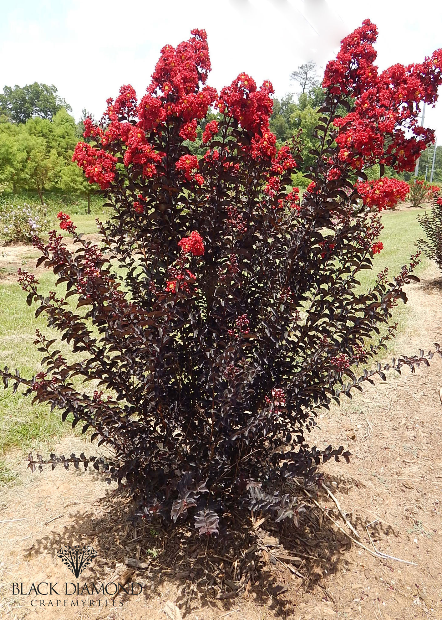 http://www.breederplants.nl/images/thumbs/0002014_Lagerstroemia 'Crimson Red' (1).jpeg